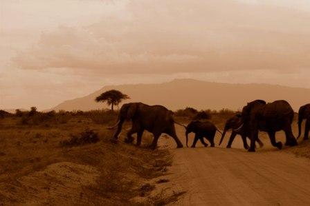 African Safari Scene